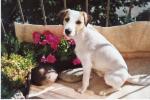 29-0-jack-russell-terier.jpg