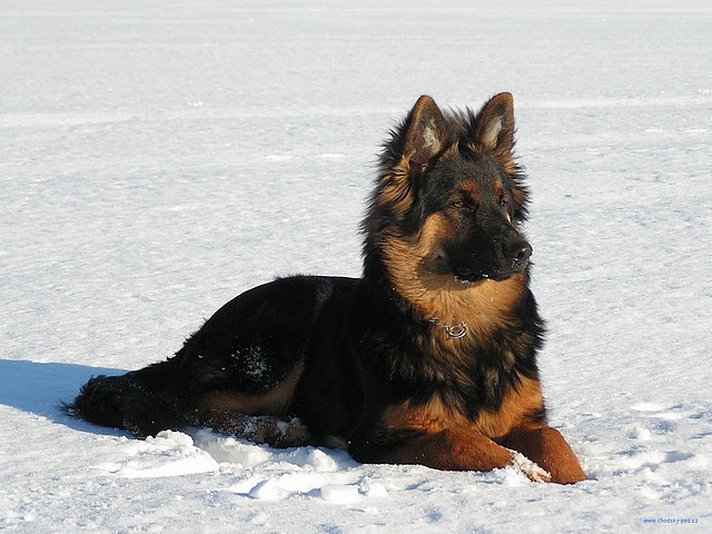 chodsky-pes-06-640-480.jpg